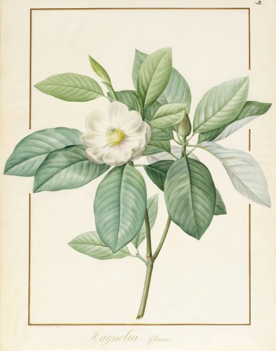 Magnolia Glauca, 1811 - Pierre Joseph Redouté